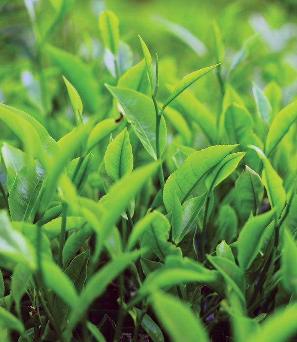 Green tea oil plant